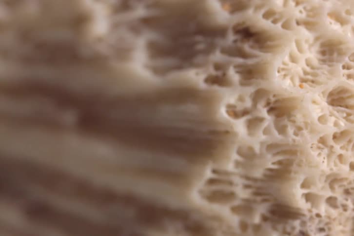 Shell in closeup showing a beige internal structure with irregular cavities