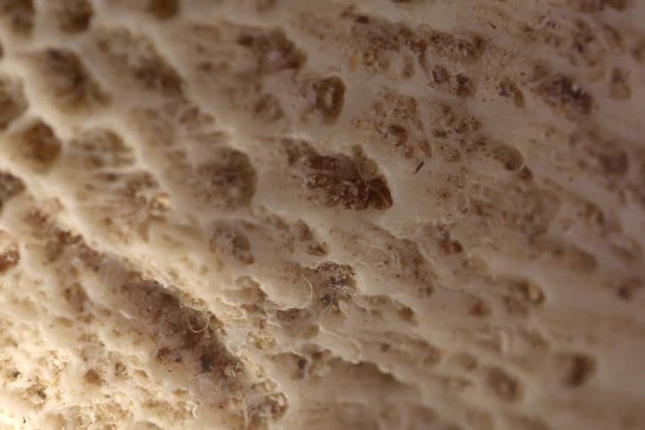 A close up of some white textures