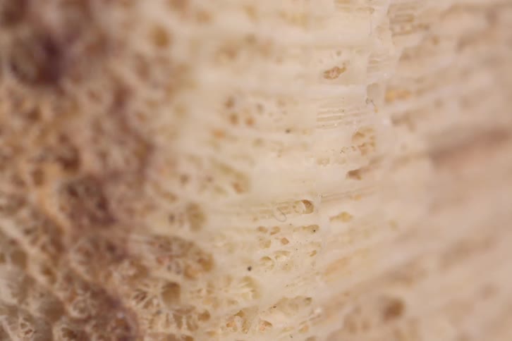 Porous surface of a fungus