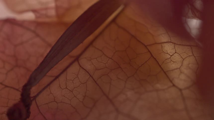 Plant contains pale pink leaves with purple veins
