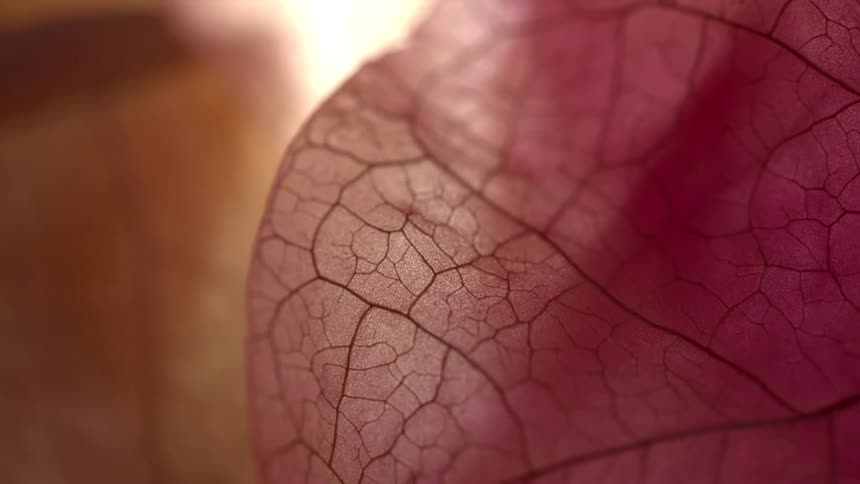 Light shines near a thin light purple petal