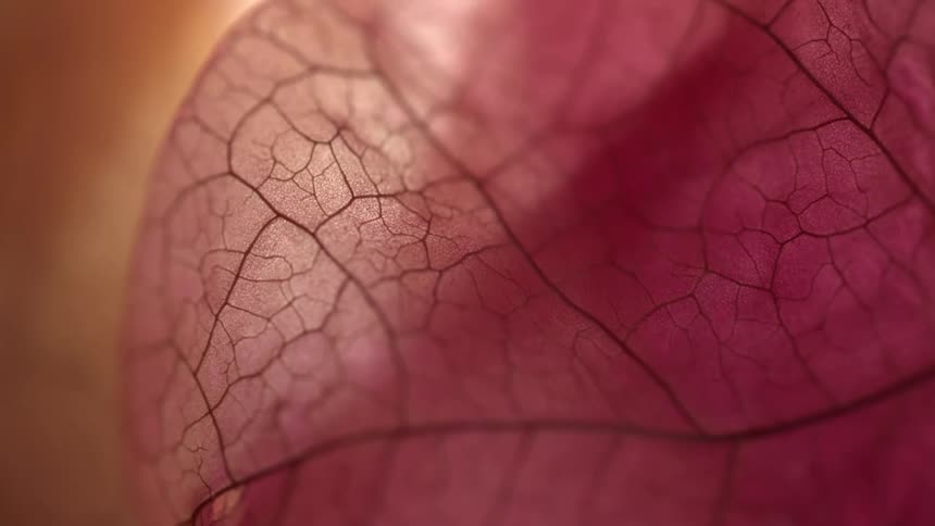 A close up of a red leaf