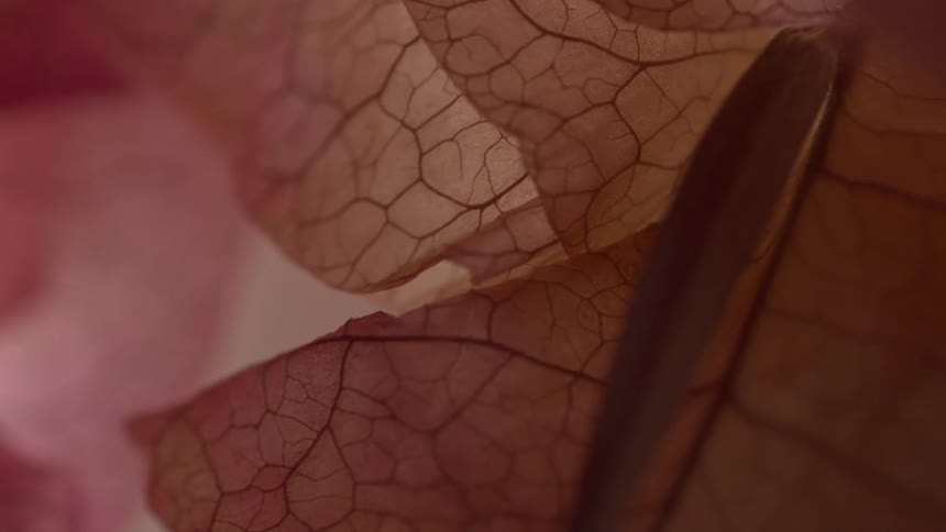 Dried pink leaves display translucent texture with visible veins in closeup