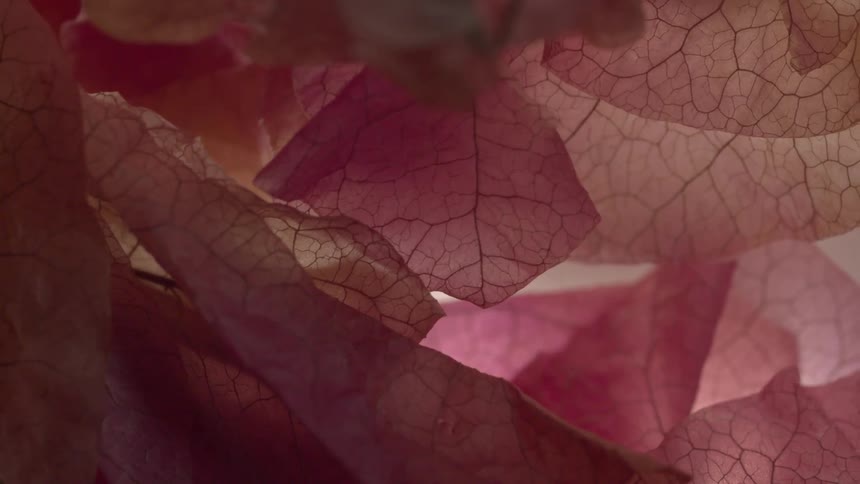 Light shines onto thin dark veined pink and peach petals