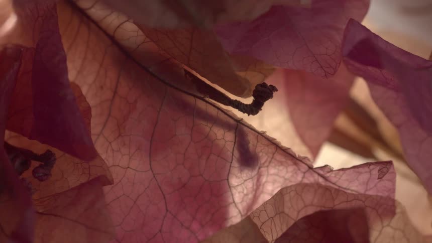 Pink dried leaves showing their veins in closeup