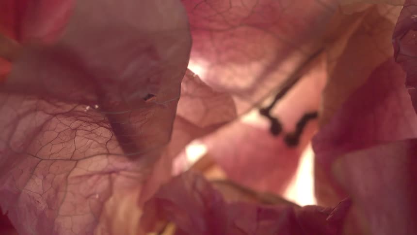 Dried pink leaves show visible veins in illuminated closeup