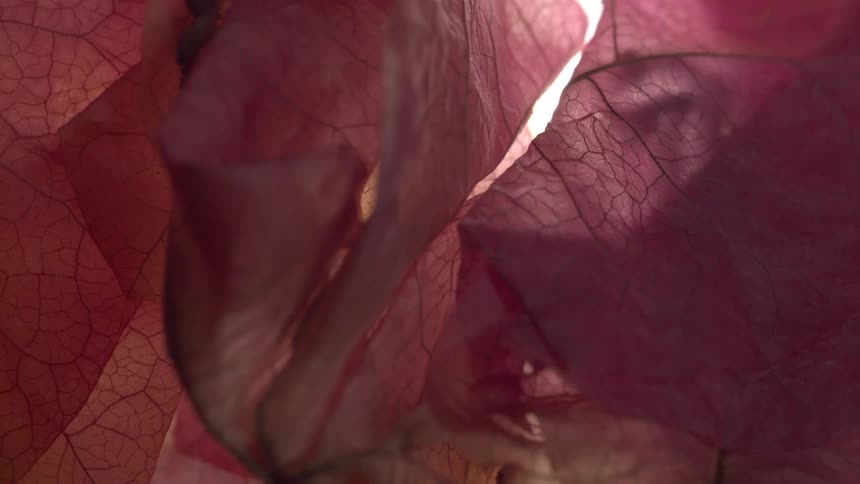 Dried pink leaves show visible veins in illuminated closeup