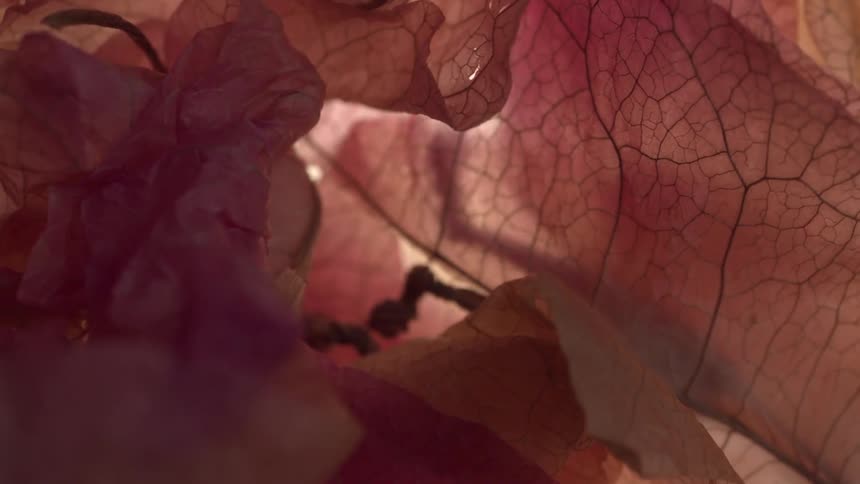 Light shines through a layer of pink petals