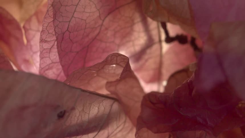 Light shines onto thin peach and pink petals