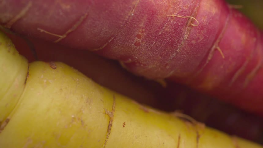 The textured surfaces of two different colored carrotsthe footage features a macro shot of two root vegetables one deep reddishpink and one bright yellow lying close togetherthe rough slightly dry texture of the roots is visible suggesting they