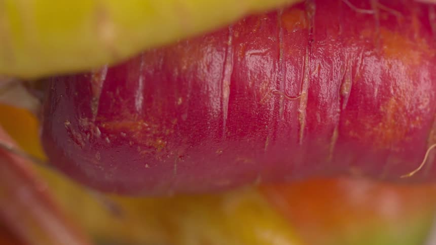 Purple carrot appears in closeup with surface details