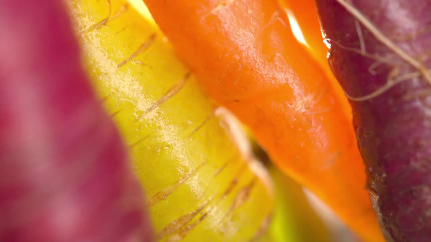 Yellow orange and purple carrots appear in closeup with surface details