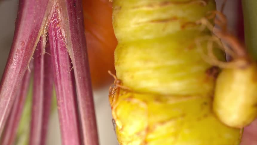 Yellow carrot and purple stems appear in macro with texture details