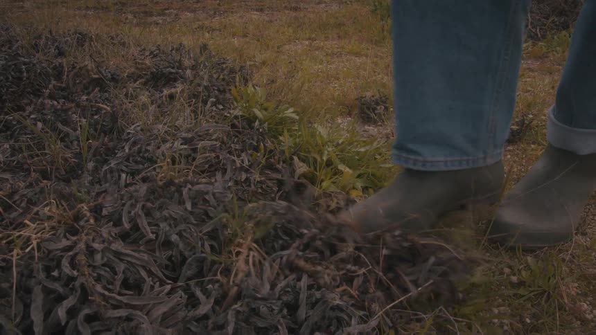 A person kicking dirt on a farm