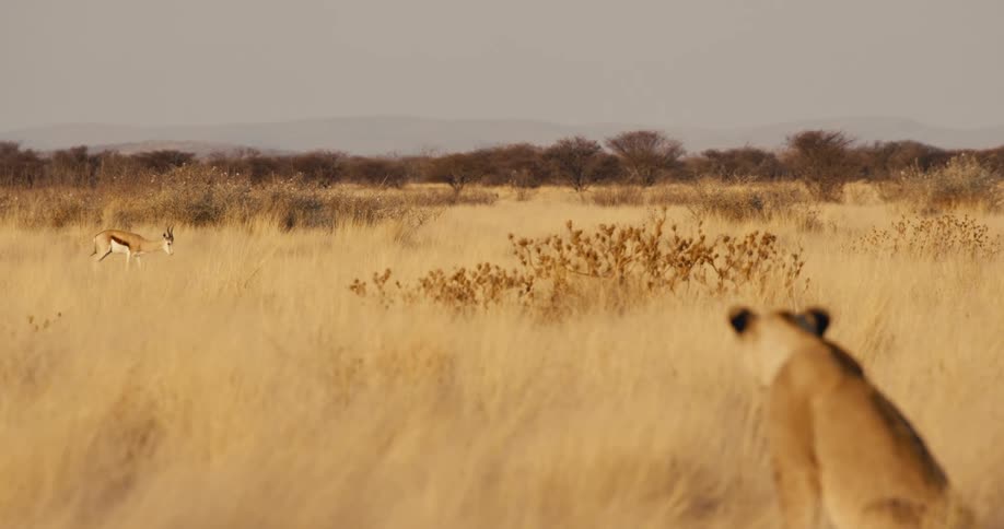 A lion watching a gazelle in a field