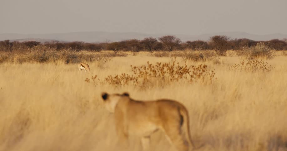 Blurred lioness watching gazelle in dry field with scattered trees and clear sky in the background