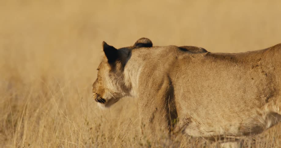 Close up of a lioness walking through a grass field in the savanna during daytime