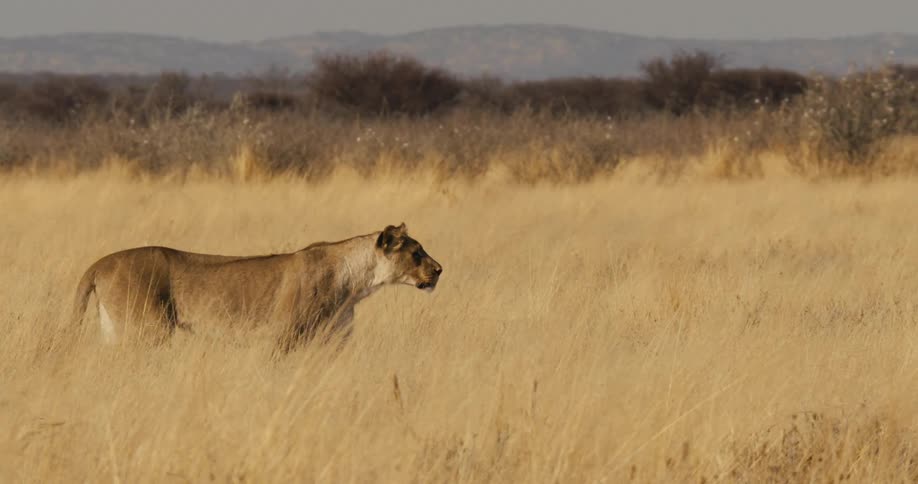 Lioness walks through open savanna with tall grass and distant hills in the background