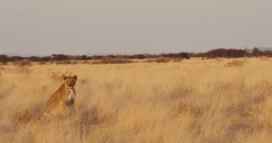 A lion sitting out in grasslands