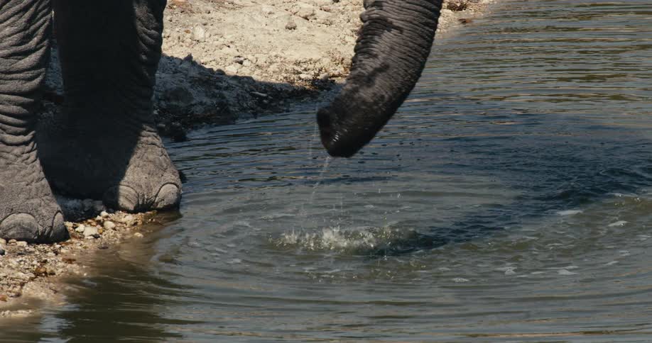 Close up of an elephant drinking from a river during daytime
