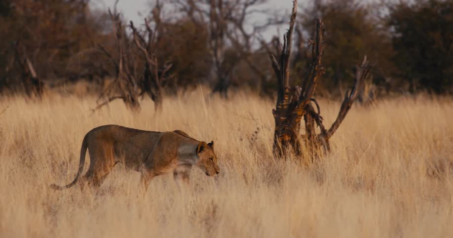 A lioness walks through the safari jungle at midday searching for prey
