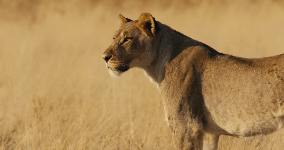 Lioness in a field of dry grass under the golden light of late afternoon