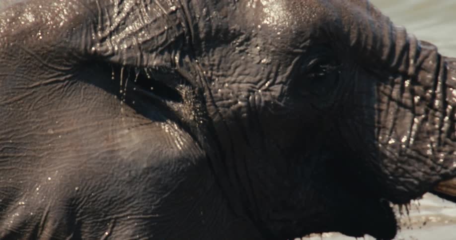 An elephant swimming in water