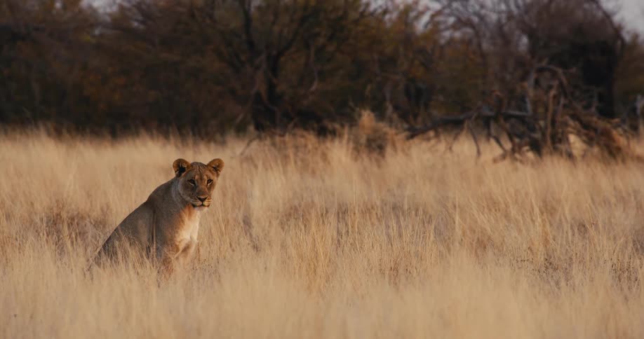 A lion sitting out in a grassland area