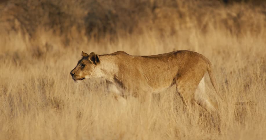 The lion watches another lion walk through the grass
