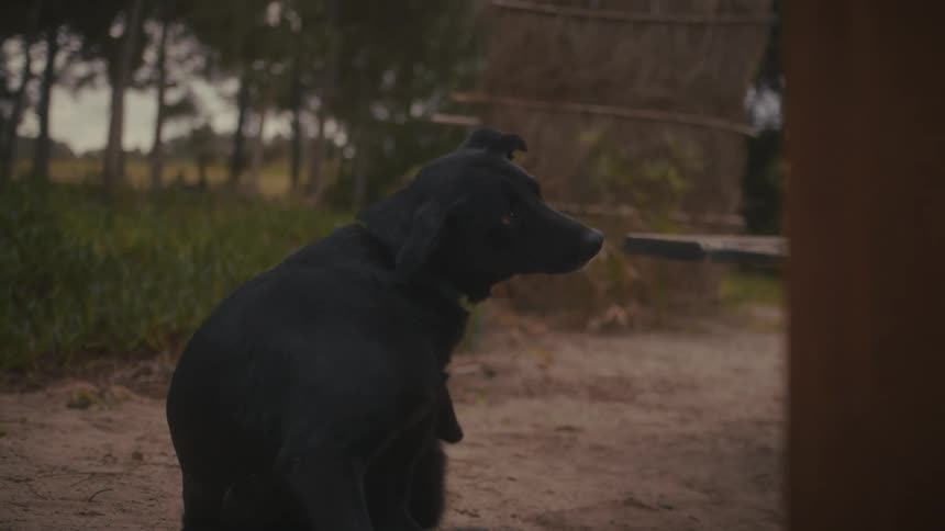 The dog sits up and scratches itself