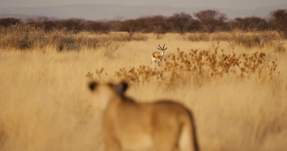 A lioness in the outoffocus foreground slowly walks through the dry savanna grass stalking a springbok that stands alert and watches its predator from a distance in the african grassland