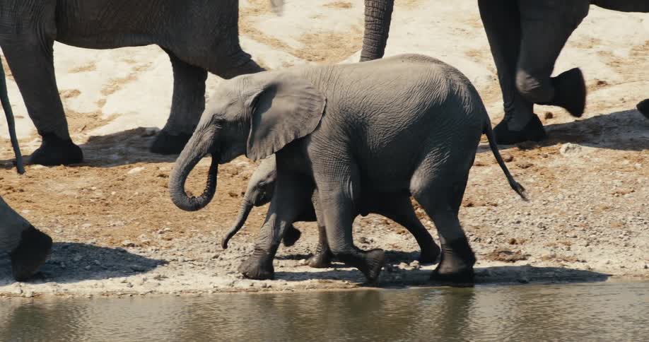 Elephants walking along the edge of a lake