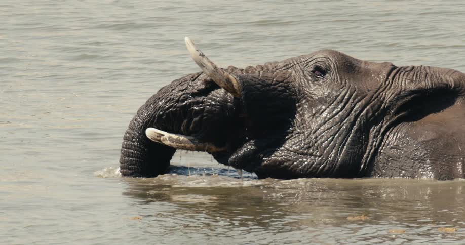 Submerged in the calm murky water a massive elephant curls its trunk inward to feed its textured skin and large ivory tusks glistening wet as it enjoys a cooling bath