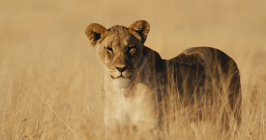 A lone lioness stands alert in golden grass looking around scanning her surroundings