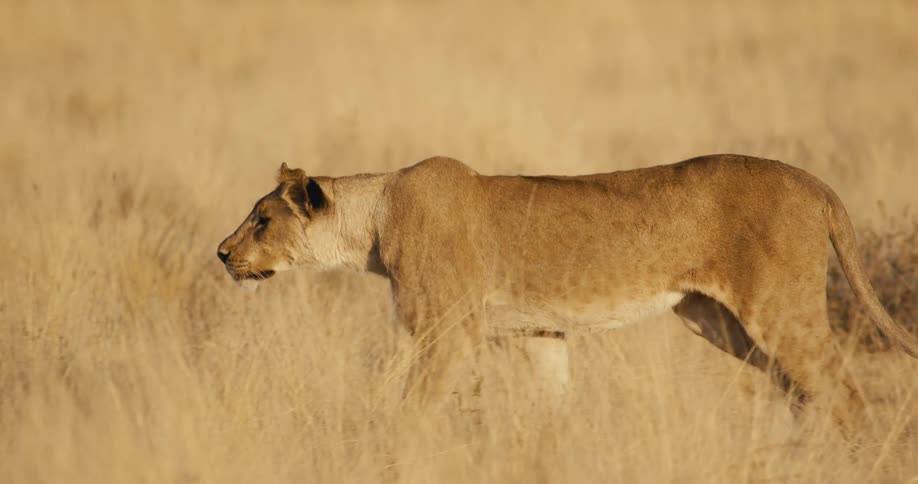 A lone lioness strides silently through tall golden grass in a sun drenched savanna