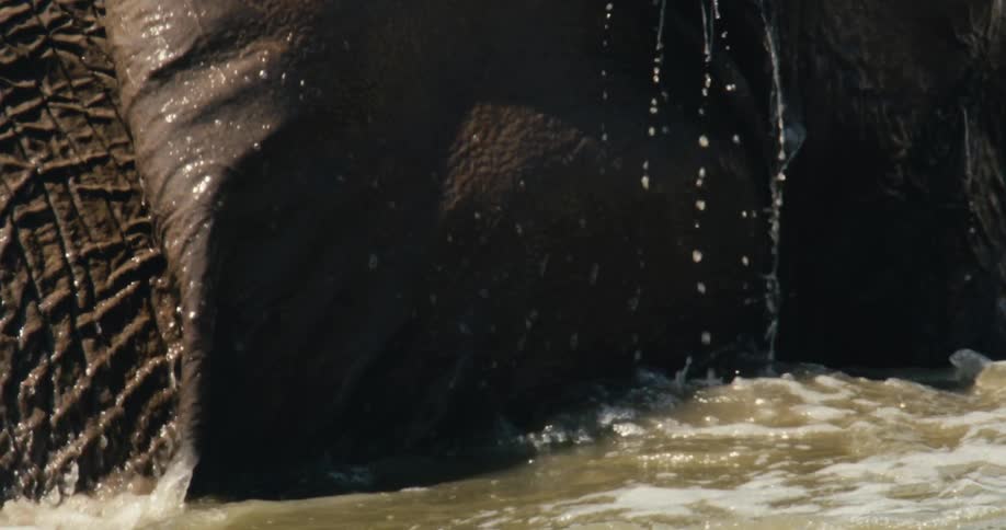 An elephant swims in the river at midday submerging its body