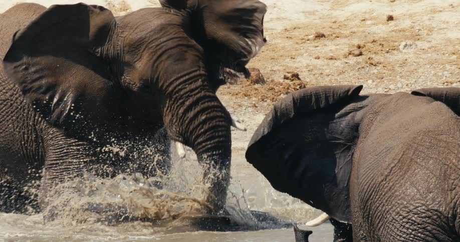 Two elephants splash and play in shallow water their trunks dipping in and out of the water