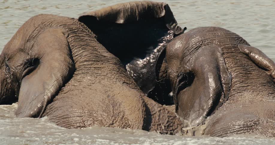Two elephants bath each other in the stream water