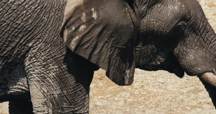 Closeup of elephant with wrinkled mudcovered skin against dry rocky terrain