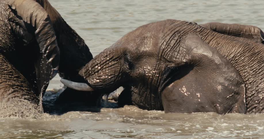 Elephants partially submerged playing in murky water with visible trunk and tusks