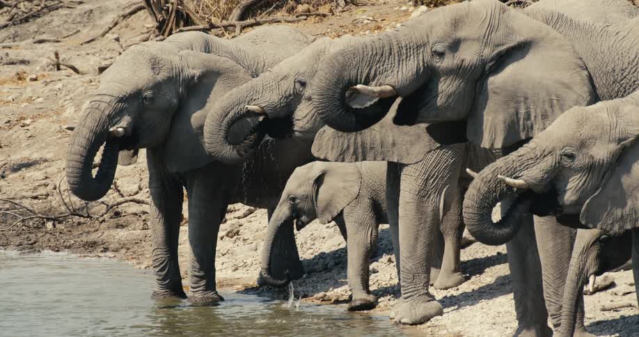 African elephants drink together at rocky riverbank