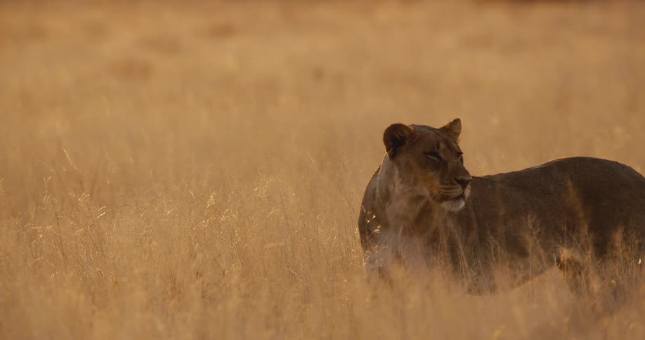 Lioness watching the savannah through golden grass
