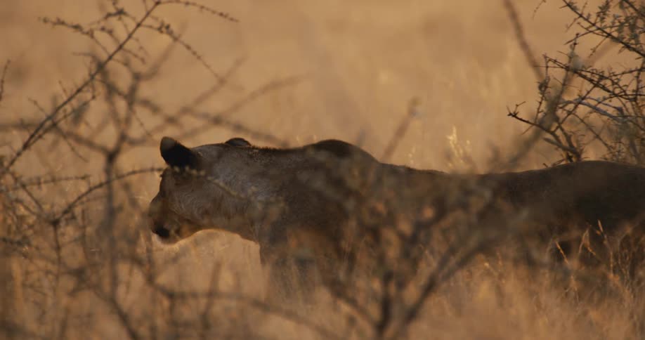 Big cat walks through a field of tall dry grass