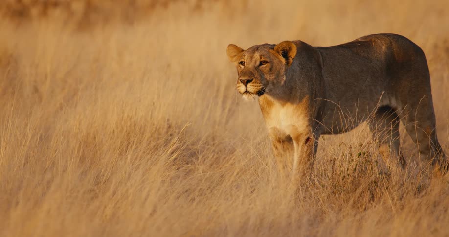 Female lion sitting in a field of tall dry grass gets up and walks