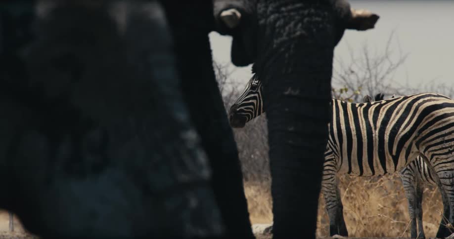 Zebra standing between elephants legs in the savanna