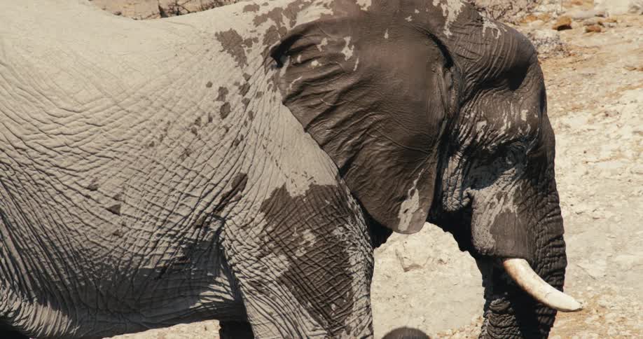 An elephant in the wild stands under the sun its body mostly dry while its face is wet