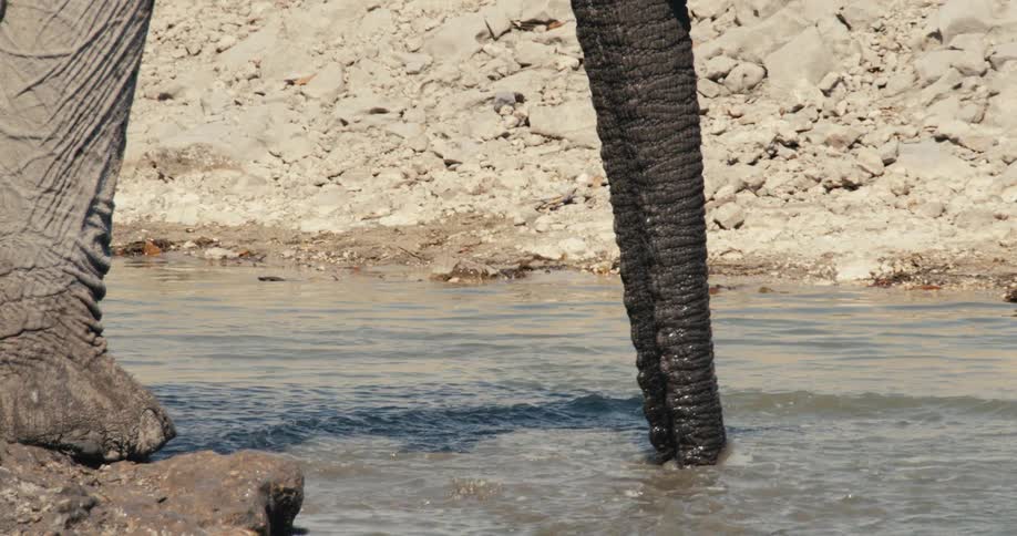 An elephant lowers its trunk to drink from a shallow waterhole creating a small forceful splash as it drinks