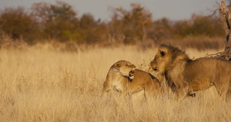 The lion swings on another lion who walks behind it