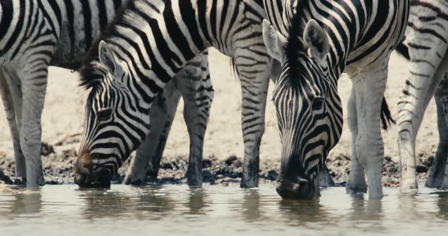 A herd of zebras drinks from a river in the safari at midday