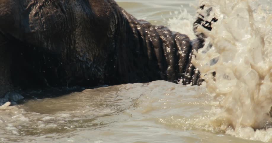 African elephant moves its body through the water as waves and splashes form around it